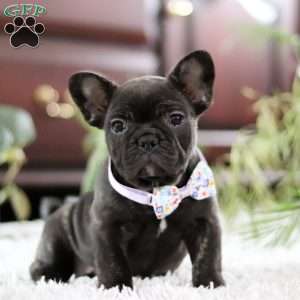 Jennifer, French Bulldog Puppy